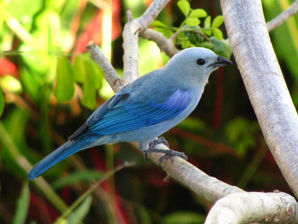 Aves de Cocorná